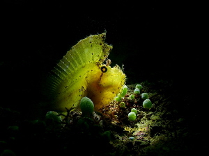Yellow phase - Leaf Scorpion Fish, Anilao, Philippines by Marylin Batt 